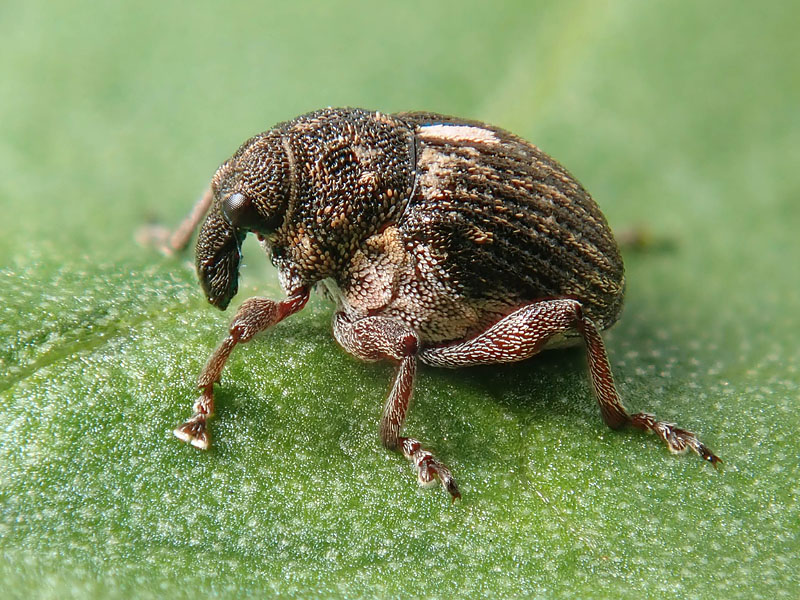 Curculionidae: Rhinoncus perpendicularis ??